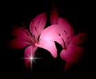 blacklilyding.jpg - 3092 Bytes